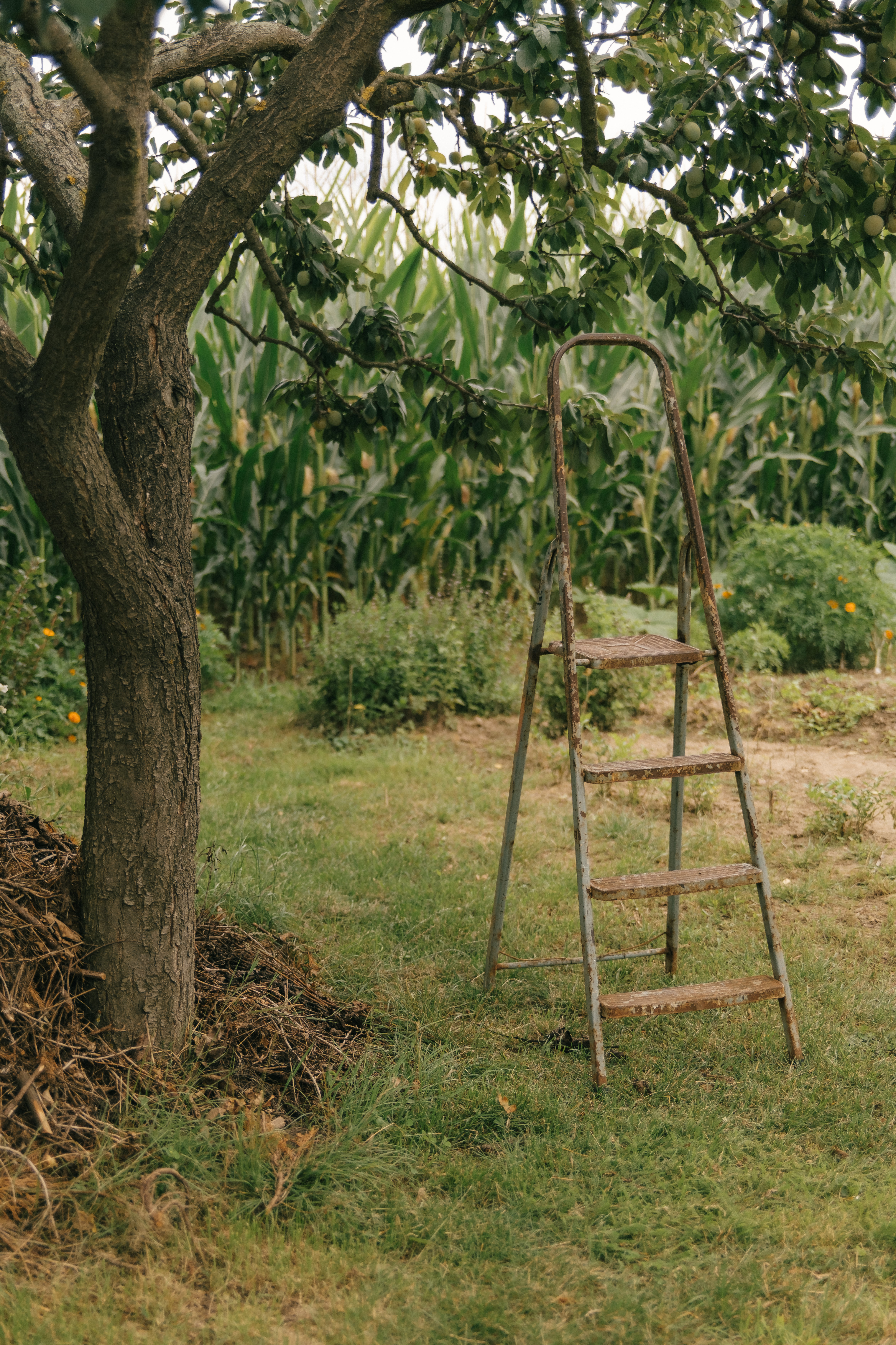 Quiet countryside garden